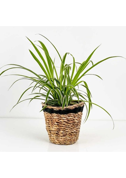 Kurdele Çiçeği - Chlorophytum Comosum Vittatum Lanesse Siyah Hasır Saksılı