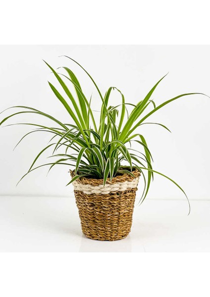 Kurdele Çiçeği - Chlorophytum Comosum Vittatum Lanesse Beyaz Hasır Saksılı