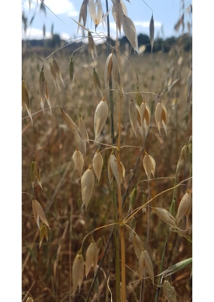 Yulaf Çayı Yeşil Yapraklı Dallı 100 gr