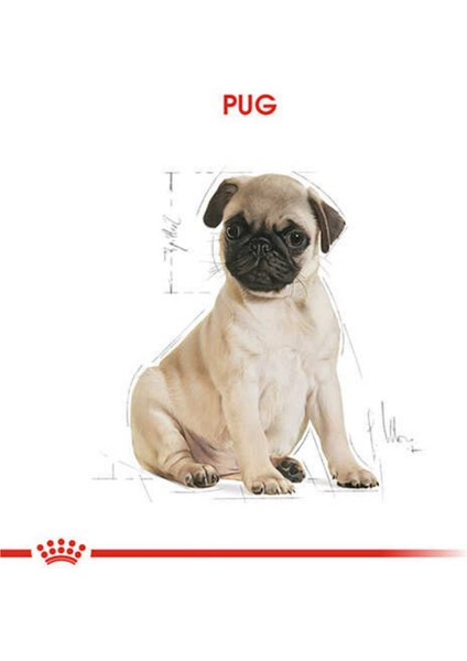 Pug Yetişkin Kuru Köpek Maması 1,5 kg indirimleri
