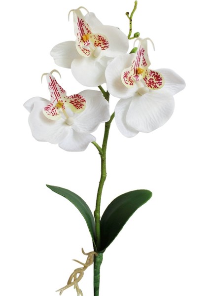 Phalaenopsis Bonsai Simülasyon Saksı Bitkileri Pembe (Yurt Dışından)