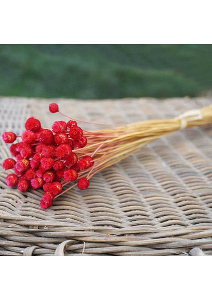 50 Adet Doğal Sanat Kurutulmuş Çiçekler Çiçek Kırmızı (Yurt Dışından)