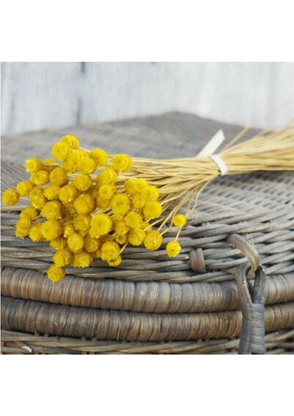 50 Adet Doğal Sanat Kurutulmuş Çiçekler Çiçek Sarı (Yurt Dışından)