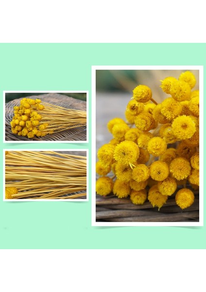 50 Adet Doğal Sanat Kurutulmuş Çiçekler Çiçek Sarı (Yurt Dışından) fiyatları