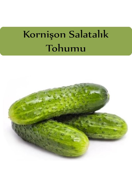 Zencefil Organik Hıyar Tohumu Kornişon 1 Paket (5GR=300+ Adet) Turşuluk Salatalık Tohumu