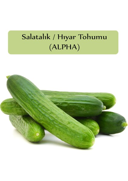 Zencefil Organik Salatalık Tohumu Beith Alpha 1 Paket (10GR=300+ Adet) Hıyar Tohumu