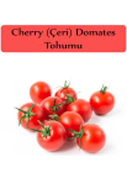 Zencefil Organik Çeri Domates Tohumu Bombelo 1 Paket (3GR=800+ Adet) Cherry Domatesi Bombelo Tohumu