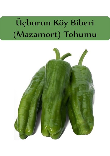 Zencefil Organik Mazamort Biber Tohumu 1 Paket (10 GR=1000+ Adet) Üç Burun Biber Tohumu