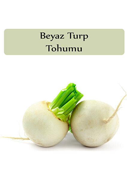 Zencefil Organik Beyaz Turp Tohumu 1 Paket (10GR=1000+ Adet) Turp Tohumu