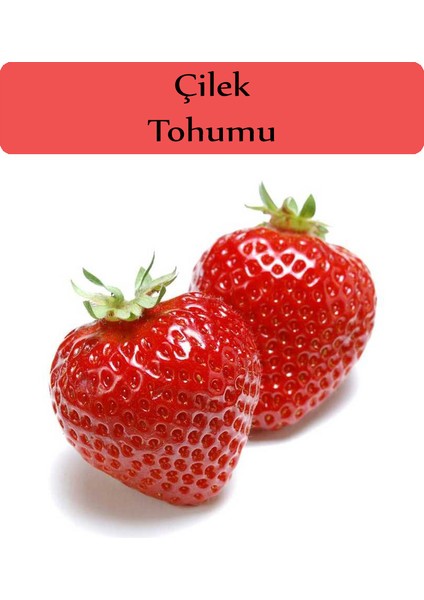 Zencefil Organik Çilek Tohumu 1 Paket (0,5 Gr)