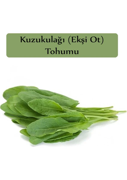 Zencefil Organik Ekşi Otu Tohumu Kuzukulağı Tohumu 1 Paket (1gr) Kuzu Kulağı Ekşimen Otu Tohumu