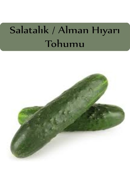 Alman Hıyarı Tohumu 1 Paket 10 gr 300+ Adet Dikenli Alman Salatalık Tohumu