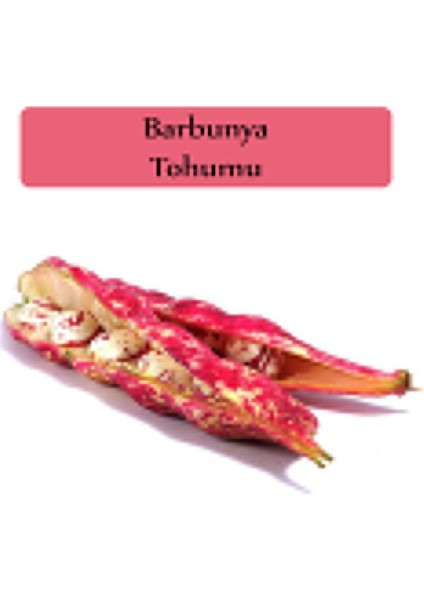 Zencefil Organik Barbunya Tohumu 1 Paket (10GR=10+ Adet) Barbunya Fasulyesi Tohumu