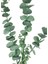 Yapay Çiçek Yeşil Okaliptus 3dallı Uzun Dal 76CM Eucalyptus 4