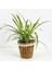 Kurdele Çiçeği - Chlorophytum Comosum Vittatum Lanesse Beyaz Hasır Saksılı 1
