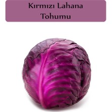 Zencefil Organik Kırmızı Lahana Tohumu 1 Paket (10GR=2000+ Adet) Kırmızı Lahana Mohrenkohf Tohumu