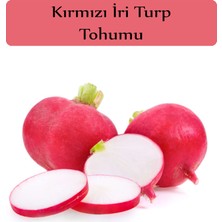 Zencefil Organik Kırmızı Turp Tohumu 1 Paket (10GR=1000+ Adet) Kırmızı Iri Turp Tohumu Erkenci Ege