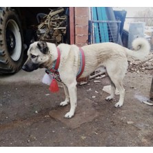 Sürmeli Tasma Çift Kat Sırttan Kangal Köpek Tasması Palaska