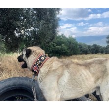 Sürmeli Tasma Zilli Kangal Köpek Tasması Hakiki Manda Derisi Kırmızı Şeritli