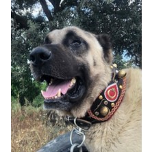 Sürmeli Tasma Zilli Kangal Köpek Tasması Hakiki Manda Derisi Kırmızı Şeritli