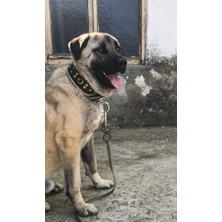 Sürmeli Tasma Kangal Köpek Tasması Geniş Hakiki Manda Derisi