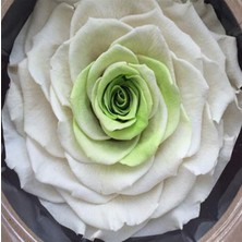 Day 50 Adet Karışık Renk Japon Gülü Çiçeği Tohumu + 10 Adet Hediye K.renk Lale Çiçek Tohumu