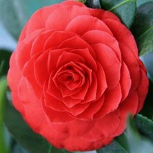 Day 100 Adet Karışık Renk Japon Gülü Çiçeği Tohumu + 10 Adet Hediye K.renk Lale Çiçek Tohumu