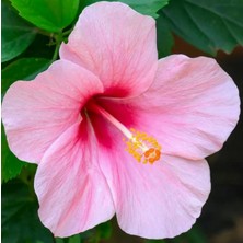 Day 100 Adet Karışık Japon Gülü Çiçeği Tohumu + 10 Adet Hediye K.renk Lale Çiçek Tohumu