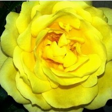 Day 10 Adet Karışık Renk Japon Gülü Çiçeği Tohumu + 10 Adet Hediye K.renk Lale Çiçek Tohumu