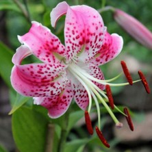 Day 25 Adet Karışık Japon Gülü Çiçeği Tohumu + 10 Adet Hediye K.renk Lale Çiçek Tohumu