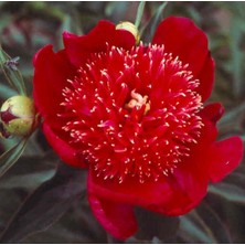 Day 10 Adet Karışık Japon Gülü Çiçeği Tohumu + 10 Adet Hediye K.renk Lale Çiçek Tohumu