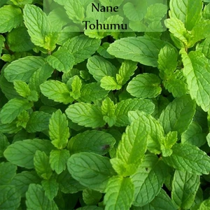 Zencefil Organik Nane Tohumu 1 Paket (0,02GR) Mint