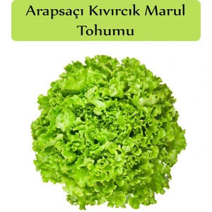 Zencefil Organik Arapsaçı Marul Tohumu 1 Paket Kıvırcık Marul Tohumu Arap Saçı