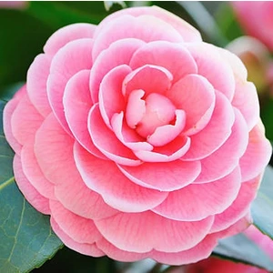 50 Adet Karışık Renk Japon Gülü Çiçeği Tohumu + 10 Adet Hediye K.renk Lale Çiçek Tohumu