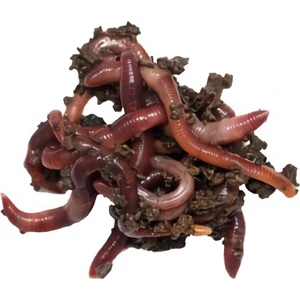 Organik 2.000 Adet Kırmızı Kaliforniya Solucanı