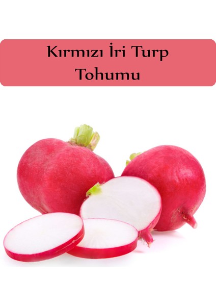 Zencefil Organik Kırmızı Turp Tohumu 1 Paket (10GR=1000+ Adet) Kırmızı Iri Turp Tohumu Erkenci Ege