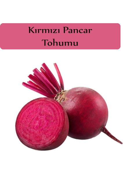 Zencefil Organik Kırmızı Pancar Tohumu 1 Paket (10GR=450+ Adet) Pancar Tohumu