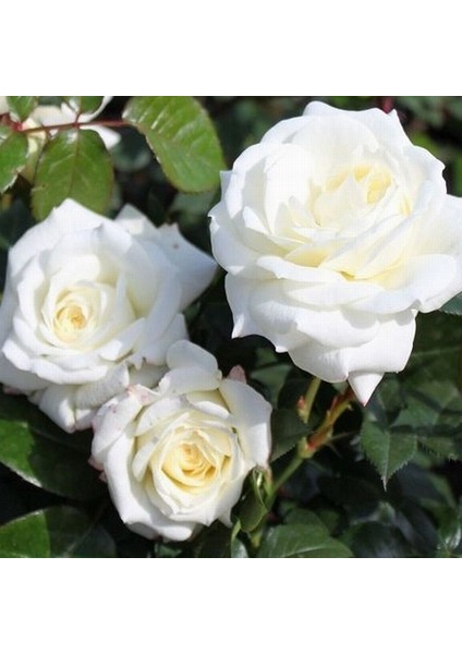 25 Adet Beyaz Gül Çiçeği Tohumu ve 10 Adet K.renk Lale Çiçek Tohumu