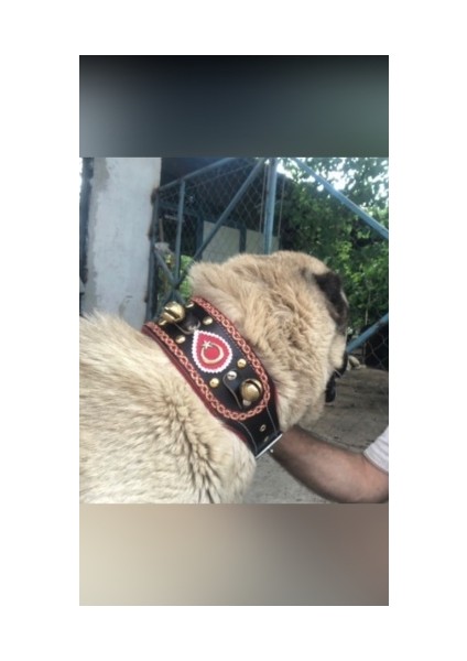 Sürmeli Tasma Zilli Kangal Köpek Tasması Hakiki Manda Derisi Kırmızı Şeritli