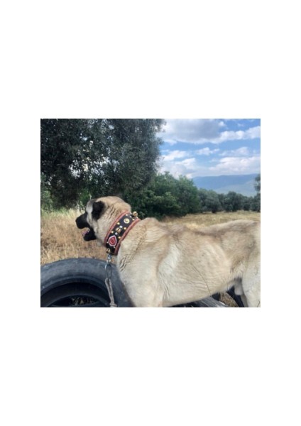 Sürmeli Tasma Zilli Kangal Köpek Tasması Hakiki Manda Derisi Kırmızı Şeritli