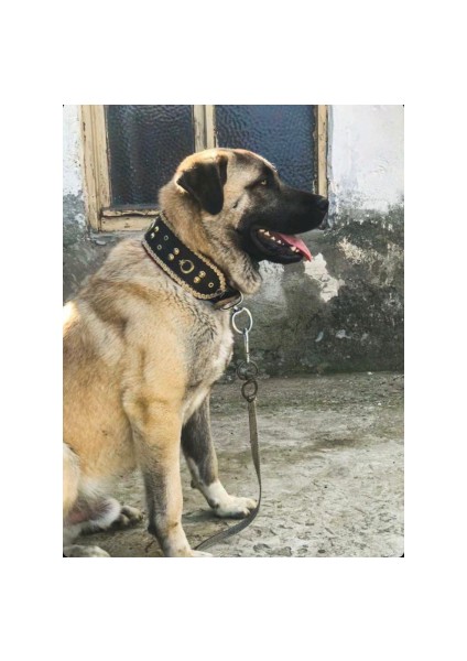 Sürmeli Tasma Kangal Köpek Tasması Geniş Hakiki Manda Derisi