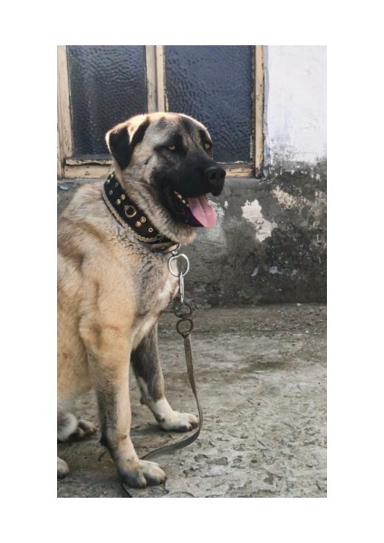 Sürmeli Tasma Kangal Köpek Tasması Geniş Hakiki Manda Derisi