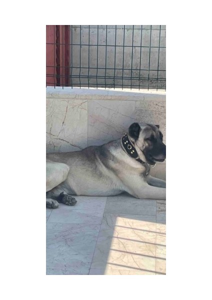 Sürmeli Tasma Kangal Köpek Tasması Geniş Hakiki Manda Derisi