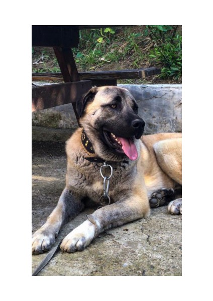 Sürmeli Tasma Kangal Köpek Tasması Geniş Hakiki Manda Derisi