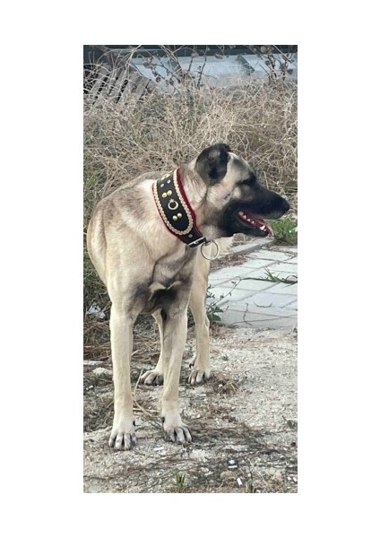 Sürmeli Tasma Kangal Köpek Tasması Geniş Hakiki Manda Derisi