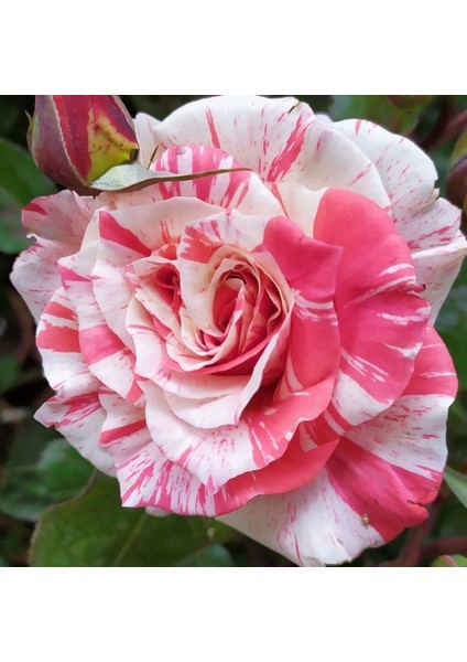10 Adet Pembe Beyaz Gül Çiçeği Tohumu ve 10 Adet K.renk Lale Çiçek Tohumu