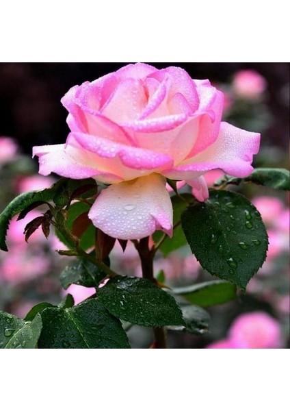100 Adet Pembe Beyaz Gül Çiçeği Tohumu ve 10 Adet K.renk Lale Çiçek Tohumu