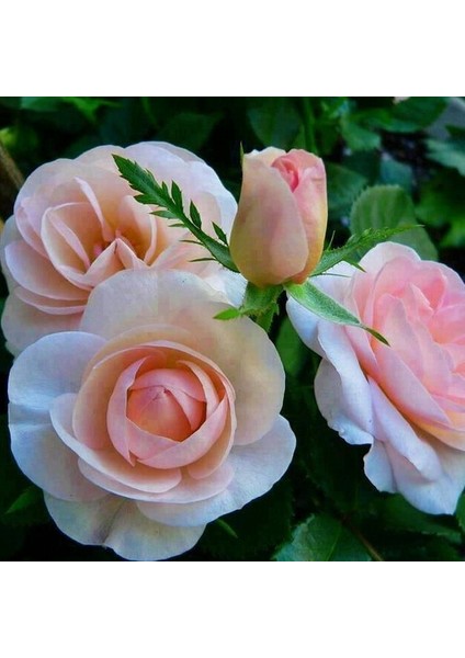 50 Adet Pembe Beyaz Gül Çiçeği Tohumu ve 10 Adet K.renk Lale Çiçek Tohumu