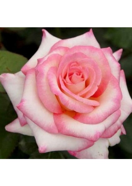 25 Adet Pembe Beyaz Gül Çiçeği Tohumu ve 10 Adet K.renk Lale Çiçek Tohumu fiyatları