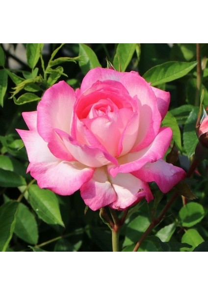 50 Adet Pembe Beyaz Gül Çiçeği Tohumu ve 10 Adet K.renk Lale Çiçek Tohumu fiyatları